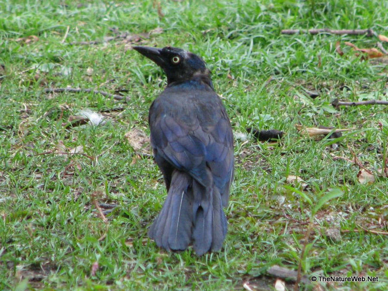 Rusty Blackbird